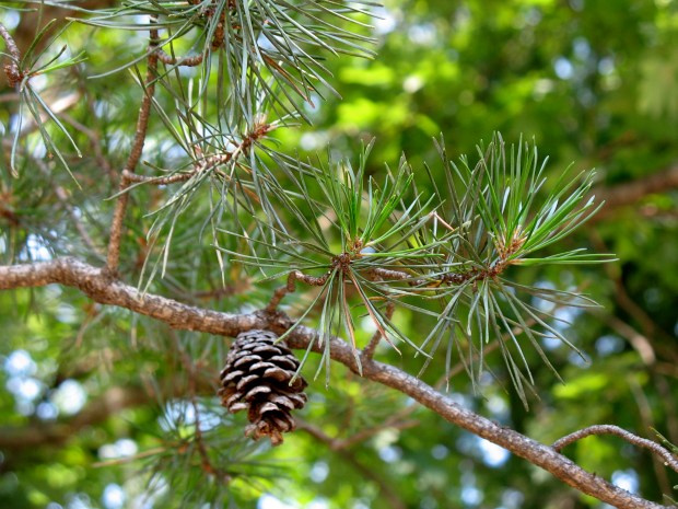 Pine